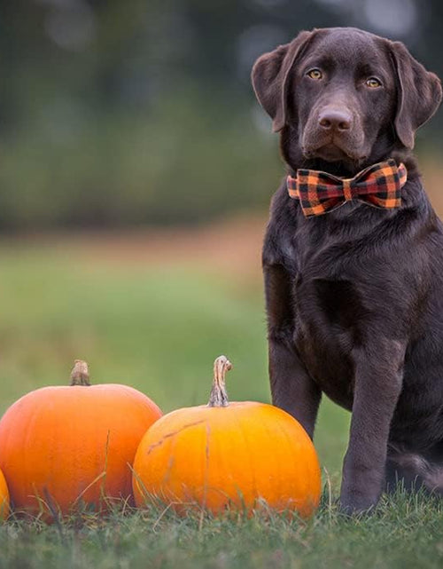 Load image into Gallery viewer, Dog Collar with Bow, Bowtie Dog Collar, Adjustable Fall Dog Collars for Small Medium Large Dogs and Cats
