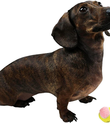 X-Small Dog Tennis Balls 1.5" Pack of 12- Puppy Mini Fetch Pet Little Tennis Balls -Yellow/Pink