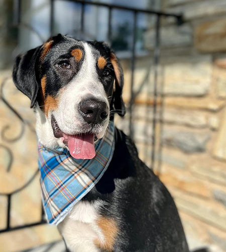 Dog Bandana for Small Medium Large Dogs, Cat Dog Kerchief Dog Triangle Bibs Scarf for Girl or Boy