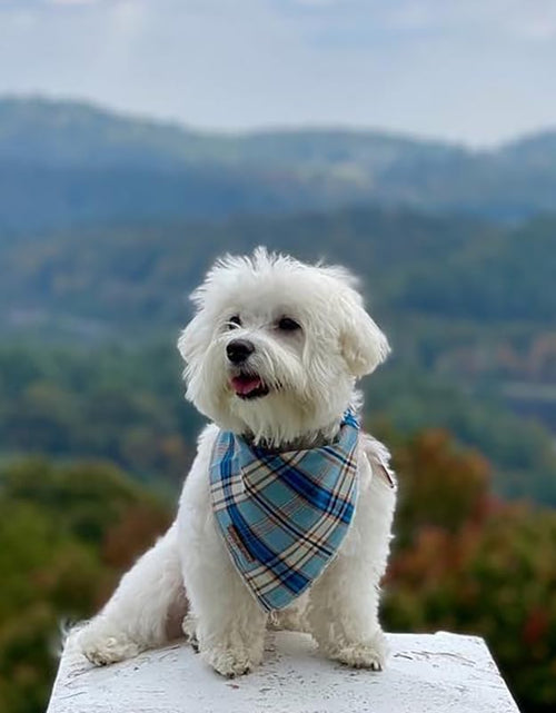 Load image into Gallery viewer, Dog Bandana for Small Medium Large Dogs, Cat Dog Kerchief Dog Triangle Bibs Scarf for Girl or Boy
