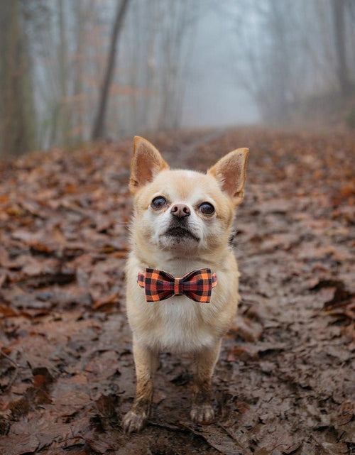 Load image into Gallery viewer, Dog Collar with Bow, Bowtie Dog Collar, Adjustable Fall Dog Collars for Small Medium Large Dogs and Cats
