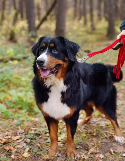 Load image into Gallery viewer, 4FT 1IN Strong Red Dog Leash with 2 Padded Handles, Traffic Handle Extra Control, Comfortable Soft Dual Handle, Auto Lock Hook, Reflective Walking Lead for Small Medium and Large Dogs
