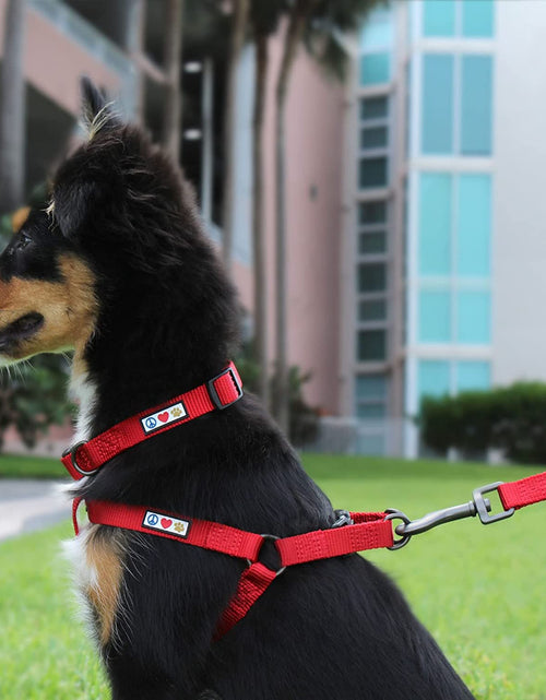 Load image into Gallery viewer, Solid Puppy Leash Dog Leash Dog Training Leash 6 Ft Dog Leash Behavioral Dog Leash Available in Extra Extra Small ( Miniature Dogs and Cats ) I Extra Small / Small and Medium / Large
