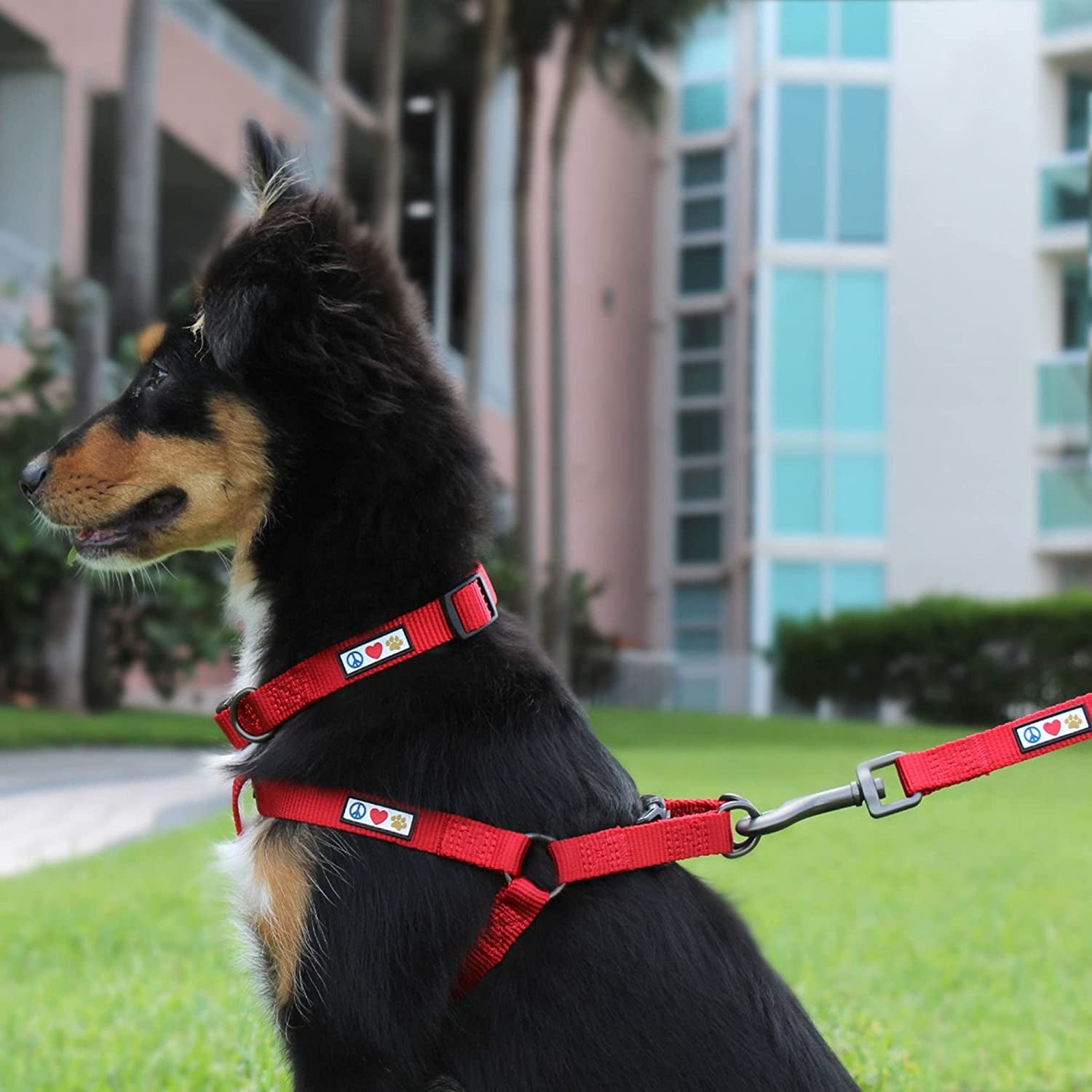 Solid Puppy Leash Dog Leash Dog Training Leash 6 Ft Dog Leash Behavioral Dog Leash Available in Extra Extra Small ( Miniature Dogs and Cats ) I Extra Small / Small and Medium / Large